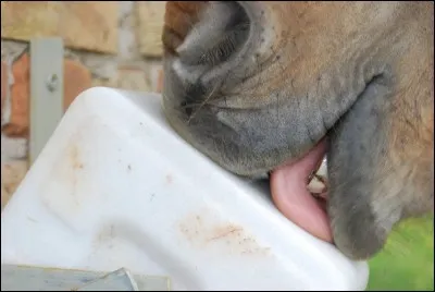 À quoi sert une pierre à sel ?