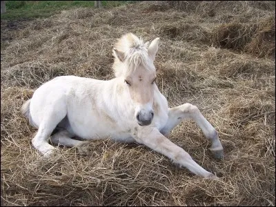 Laquelle de ces maladies le cheval ne peut-il pas avoir ?