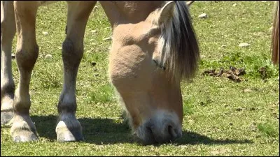 Parmi ces plantes, lesquelles sont toxiques ?