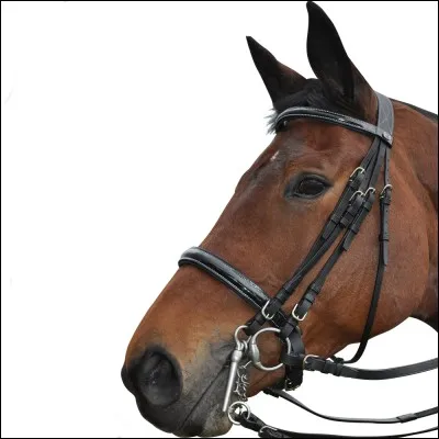 Quels mors n'existent pas ?