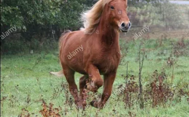 Quiz Galop 1