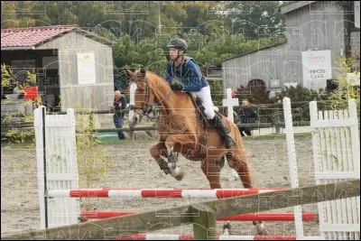 Comment appelle-t-on la discipline pour laquelle il y a de tout ?