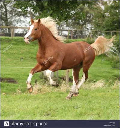 Comment on appelle un cheval marron ?