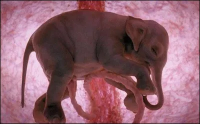 Que deviendra ce bébé après la mise bas de sa mère ?