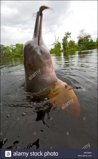 Comment s'appelle ce dauphin ?