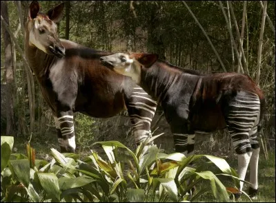 À quelle famille appartient l'okapi ?