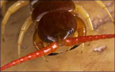 Au maximum, combien les mille-pattes ont-ils réellement de pattes ?