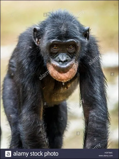Quelle espèce est la plus proche parente du chimpanzé ?