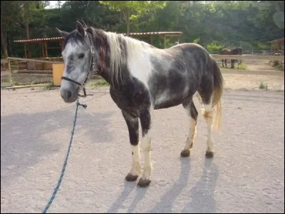 Ce cheval est :