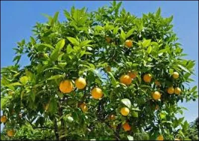 Quel est le pays leader de la production d'oranges ?