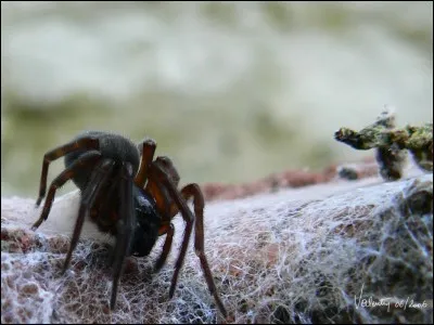 Comment appelle-ton une personne qui a la phobie des araignées ?