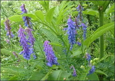 Légumineuse fourragère annuelle de la famille des Papilionacées :