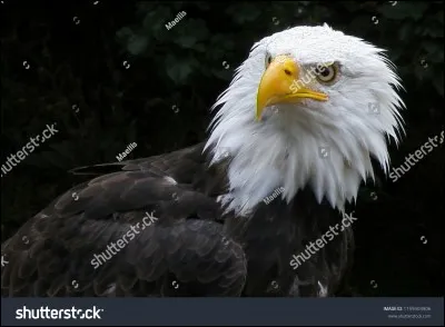 Dans quel pays est située la ville de Toronto ?