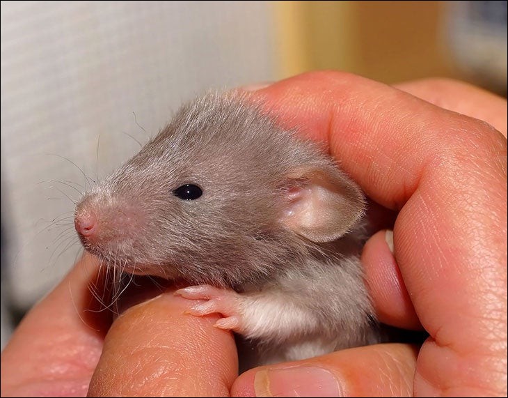 Menace sur le mâle ? On a récemment découvert qu'un certain type de rat ne comportant plus de chromosome Y. Lequel ?