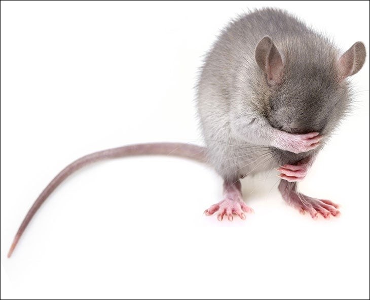 En 2014, menant une expérience particulière avec un « restaurant pour rongeurs », les chercheurs ont constaté que le rat émettait des signes indiscutables de ...