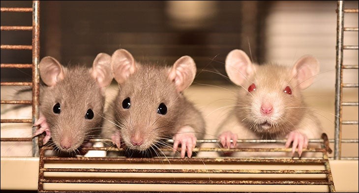 D'autres expérimentations ont confirmé que de petits groupes de rats, liés par une histoire commune ... (Complétez !)
