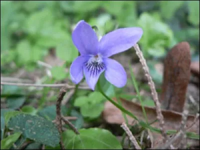 La violette est-elle autorisée pour les lapins ?