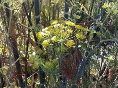 Le fenouil sauvage est-il autorisé pour nos lapins ?