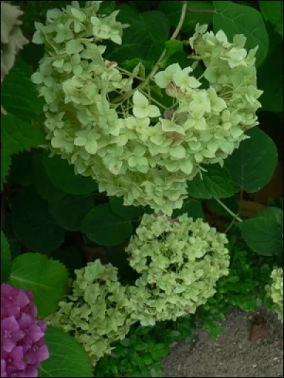 L'hortensia est-il autorisé pour nos lapins ?