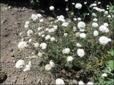 La camomille est-elle autorisée pour nos lapins ?