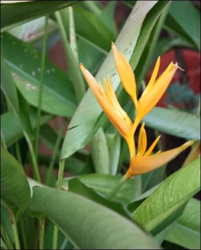 L'oiseau du paradis est-il autorisé pour les lapins ?