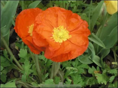 Le pavot est-il autorisé pour les lapins ?