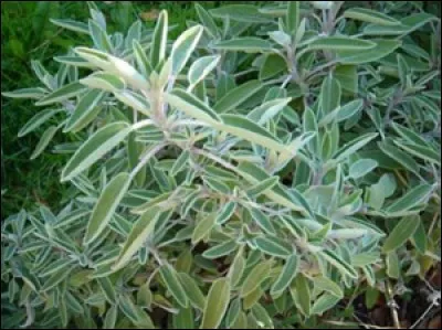 La sauge est-elle autorisée pour les lapins ?