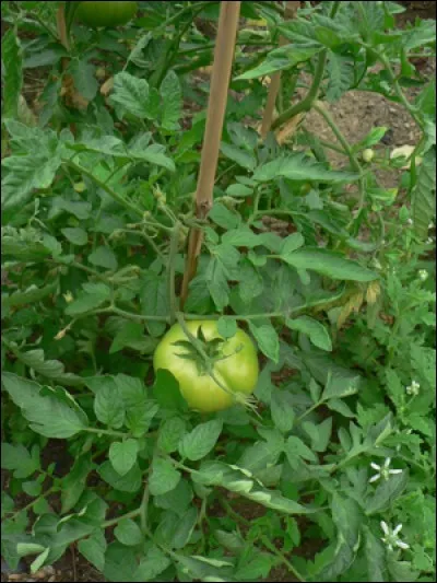 Les plants de tomates sont-ils autorisés pour les lapins ?