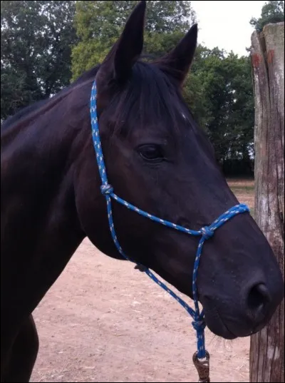 De quelle couleur est ce cheval ?