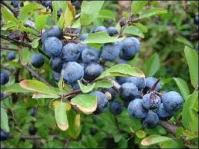 On l'a à l'œil et on y tient beaucoup, c'est la...