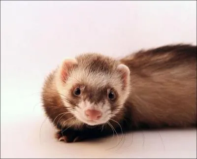 Comment le furet est-il parfois utilis par l'homme ?