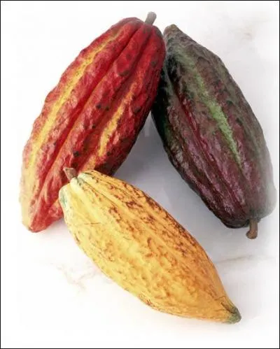 Comment s'appelle le fruit du cacaoyer, d'o l'on tire le chocolat ?