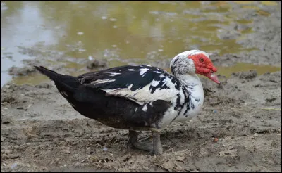 Quelle est cette race de canard rustique ?