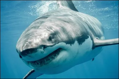 Quelle est la plus grande idée reçue à propos des requins ?