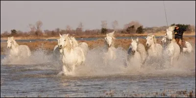 Quel cheval préfères-tu ?