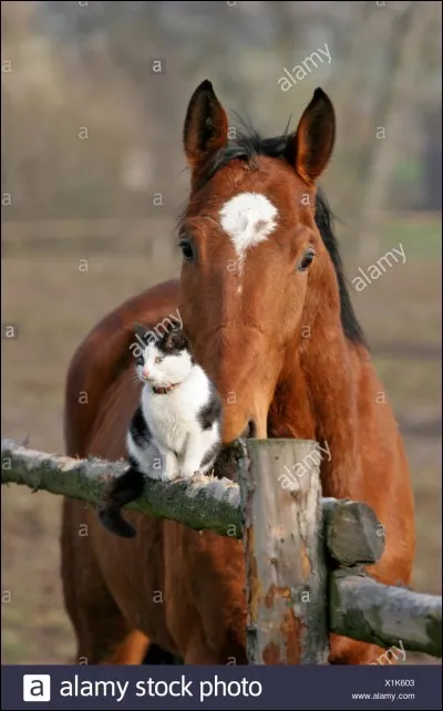 Quel animal préfères-tu ?