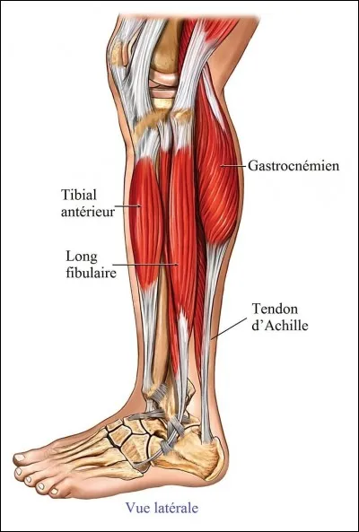 Combien sollicite-on de muscles pour marcher ?