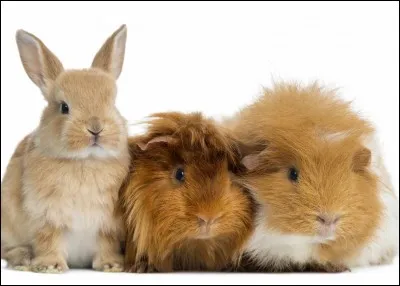 Le cochon d'Inde est utilisé comme .... depuis 2018.