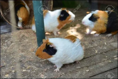 Les cochons d'Inde vivent...