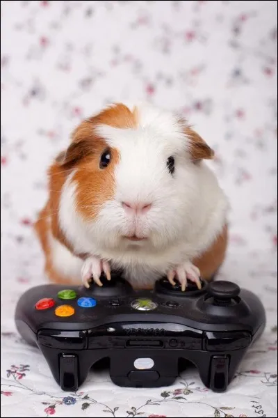 Combien existe-t-il de races de cochons d'Inde ?