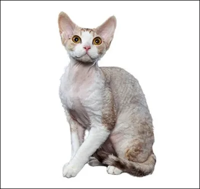 De quel pays est originaire le devon rex ?