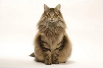 Quelle race est aussi appelée skogkatt ?