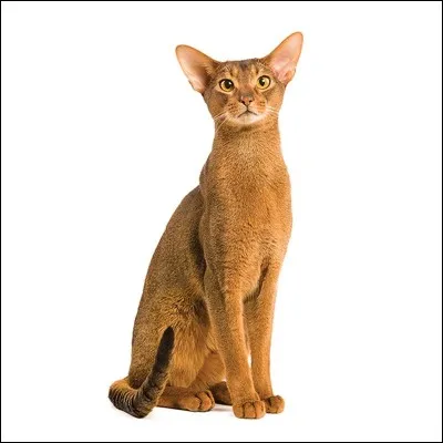 Quelle race est aussi appelée chat-lapin ?