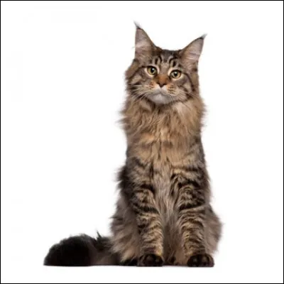 Quelle race est aussi appelée le "doux géant" ?