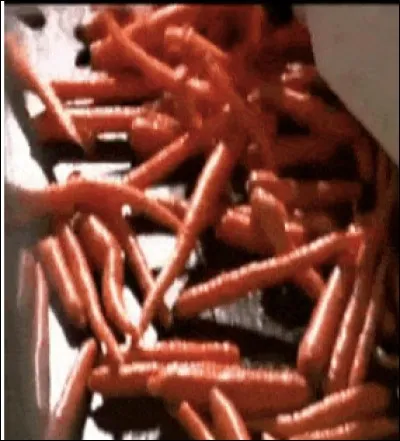 Les mini-carottes que l'on trouve en boîte dans le commerce ne sont que des carottes ordinaires redécoupées à la machine ! Vous y croyez, vous ?