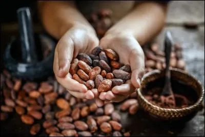 Au XIVe s, les Mayas, Olmèques et Aztèques avaient fait des fèves de cacao leur monnaie. Combien valait une dinde, par exemple ?