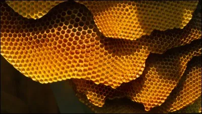 Le miel ne se périme jamais ! Alors, vérité ou pas ?