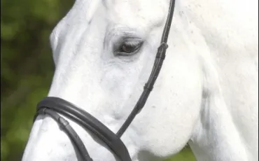 Quiz Galop 3