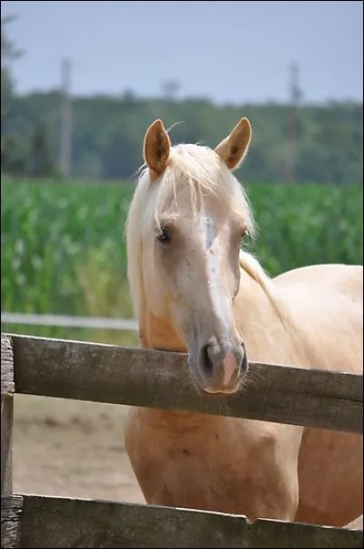 Quelle est cette robe ?