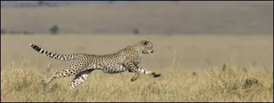 Quelle est la vitesse maximale qu'un chat puisse atteindre ?